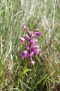 <i>Anacamptis morio</i>