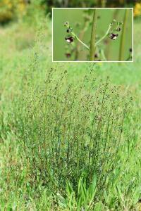 <i>Scrophularia canina</i>