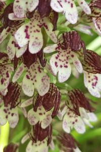 <i>Orchis purpurea</i>
