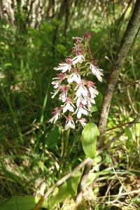 <i>Orchis purpurea</i>
