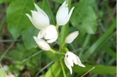 <i>Cephalanthera longifolia</i>