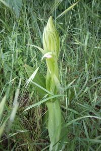 <i>Himantoglossum hircinum</i>