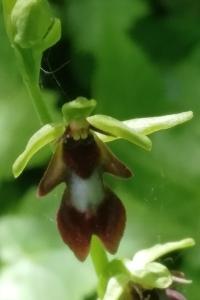 <i>Ophrys insectifera</i>