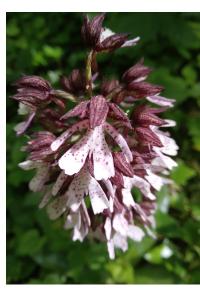 <i>Orchis purpurea</i>