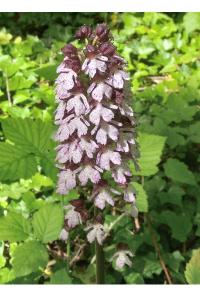 <i>Orchis purpurea</i>