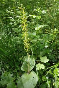 <i>Neottia ovata</i>