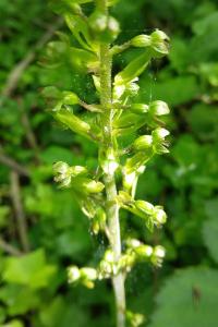 <i>Neottia ovata</i>