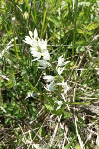 <i>Cephalanthera longifolia</i>