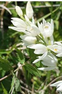 <i>Cephalanthera longifolia</i>
