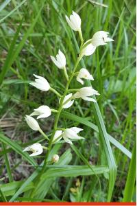<i>Cephalanthera longifolia</i>
