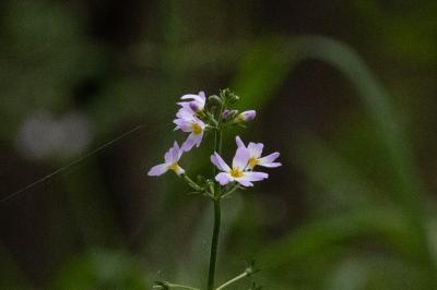 <i>Hottonia palustris</i>