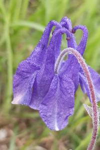 <i>Aquilegia vulgaris</i>