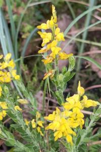 <i>Genista germanica</i>