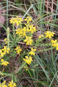 <i>Genista germanica</i>