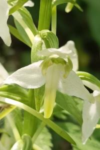 <i>Platanthera chlorantha</i>