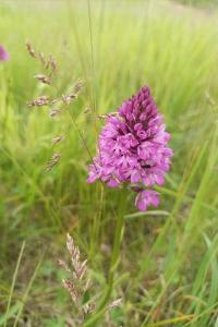 <i>Anacamptis pyramidalis</i>