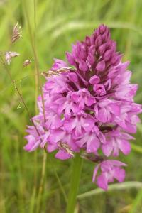 <i>Anacamptis pyramidalis</i>