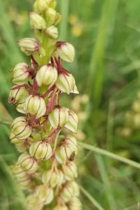<i>Orchis anthropophora</i>
