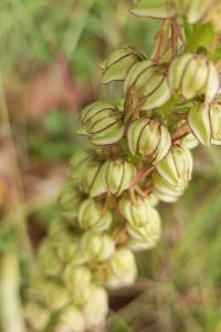 <i>Orchis anthropophora</i>