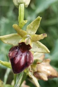 <i>Ophrys aranifera</i>