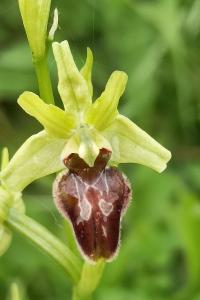 <i>Ophrys aranifera</i>