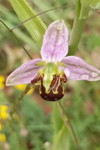 <i>Ophrys apifera</i>
