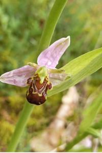 <i>Ophrys apifera</i>