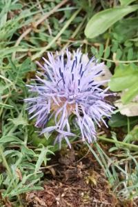 <i>Carthamus mitissimus</i>
