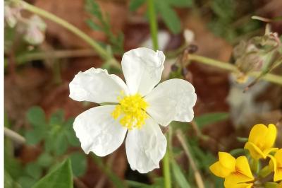 <i>Helianthemum apenninum</i>