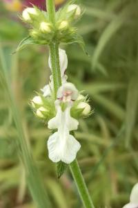 <i>Stachys annua</i>