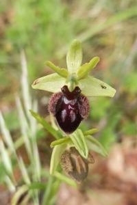 <i>Ophrys aranifera</i>