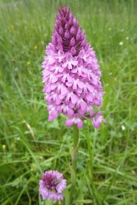 <i>Anacamptis pyramidalis</i>
