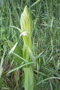 <i>Himantoglossum hircinum</i>