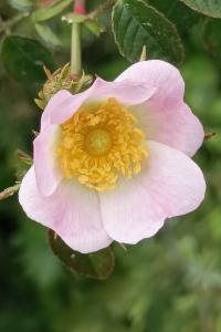 <i>Rosa rubiginosa</i>
