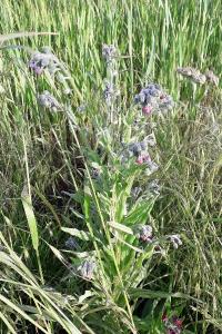 <i>Cynoglossum officinale</i>
