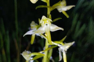 <i>Platanthera chlorantha</i>