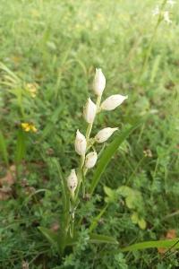 <i>Cephalanthera damasonium</i>