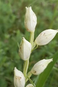 <i>Cephalanthera damasonium</i>