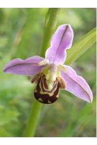 <i>Ophrys apifera</i>