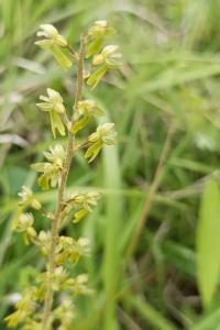 <i>Neottia ovata</i>