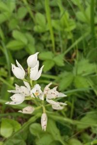 <i>Cephalanthera longifolia</i>