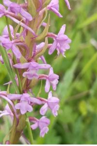 <i>Gymnadenia conopsea</i>
