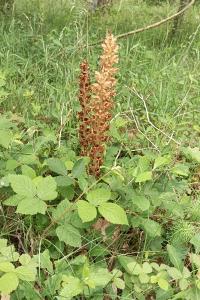 <i>Orobanche rapum-genistae</i>