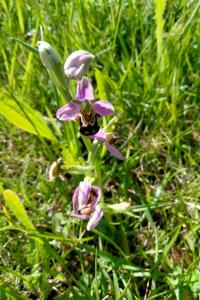 <i>Ophrys apifera</i>