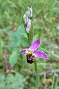 <i>Ophrys apifera</i>