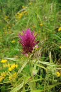 <i>Melampyrum arvense</i>