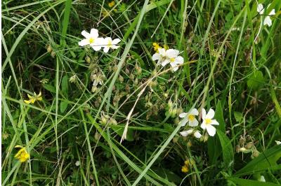 <i>Helianthemum apenninum</i>