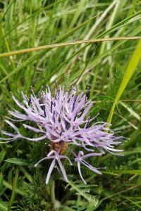 <i>Carthamus mitissimus</i>