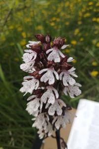<i>Orchis purpurea</i>