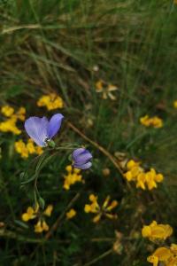 <i>Linum leonii</i>